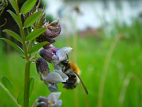 Vicia sepium mit WildBiene (Foto: M. Wieden, 2006) Vicia sepium mit Wildbiene (Foto: M. Wieden, 2006)