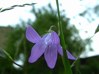 Campanula patula (Foto: M. Wieden, 5/2006)
