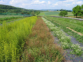 Anbau auf Bändchengewebe, Wetzlar (Foto: A. Guth, 2004)