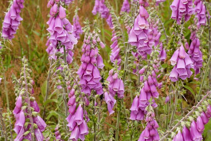 VWW - Association of German wild seed and wild plant producers - VWW