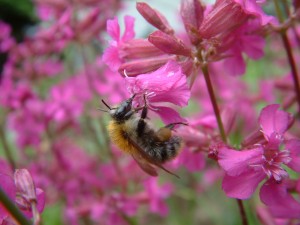 Hummel an Lychnis