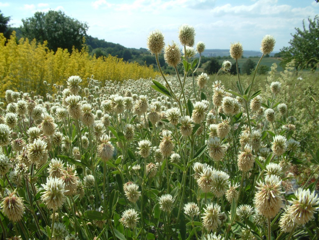 Anbau von Trifolium montanum