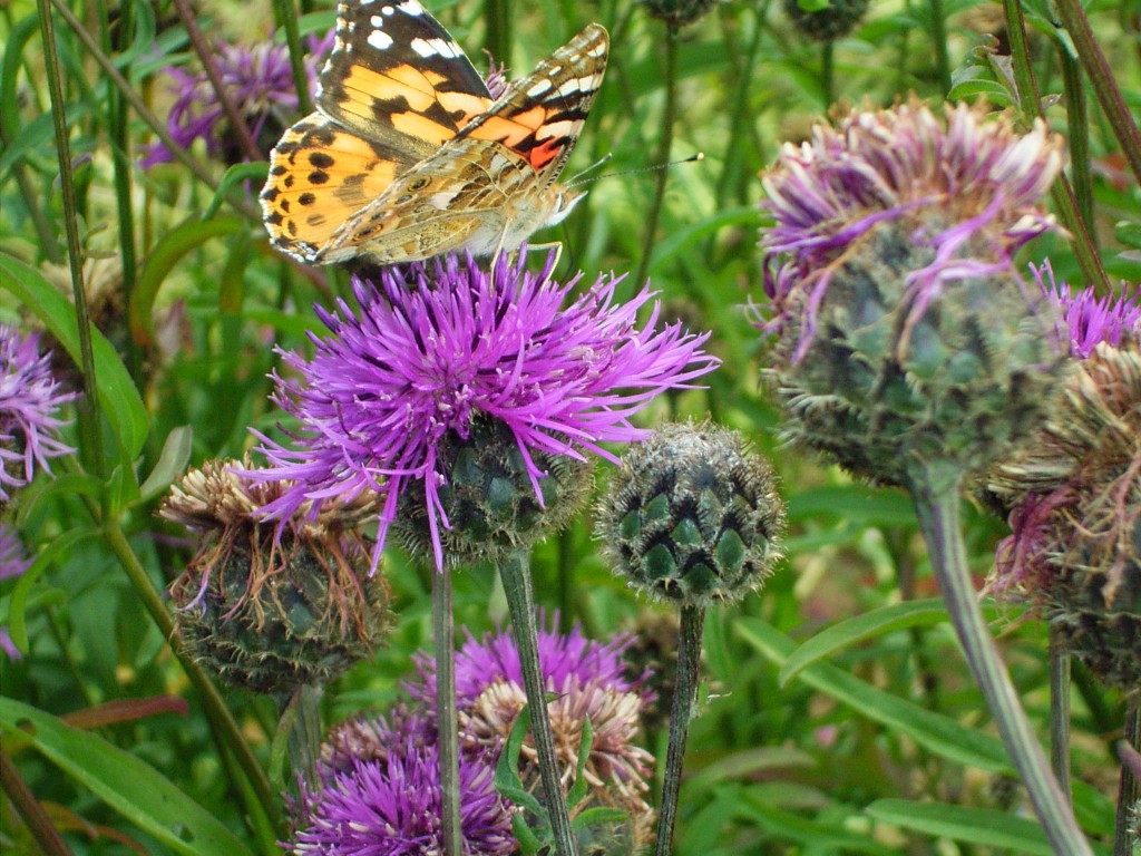 Centaurea