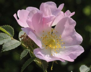 Rosa