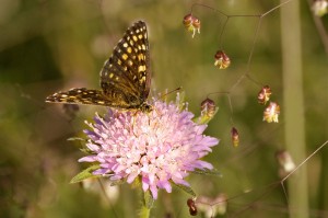 Schmetterling