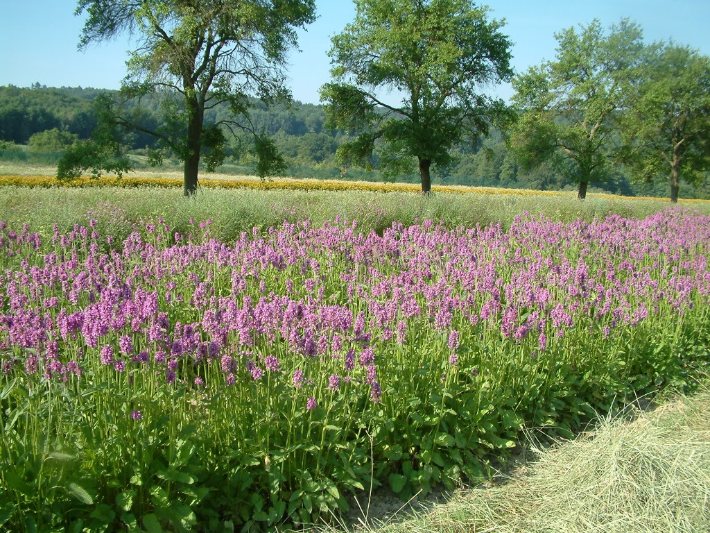 Stachys officinalis